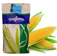   Syngenta/